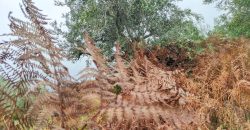 Quintinha encantadora, situada numa aldeia típica na zona Serrana