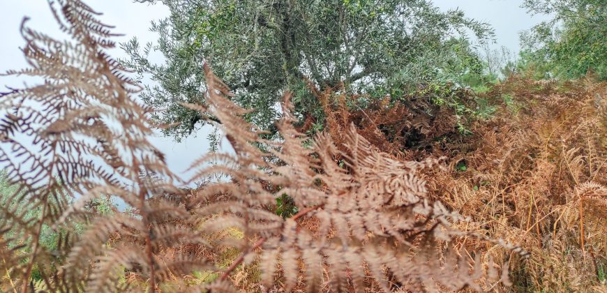 Quintinha encantadora, situada numa aldeia típica na zona Serrana