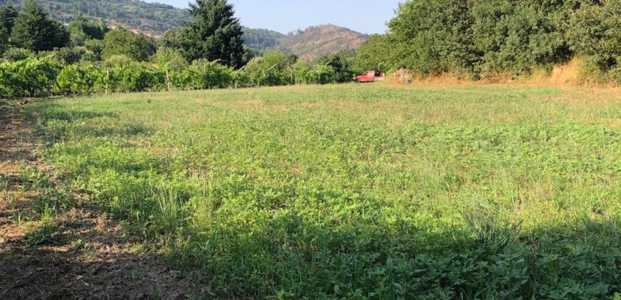Excellent Farm in Beira Alta with 1.8 Hectares and Unique Potential