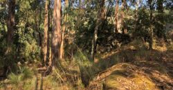 Excellent Farm in Beira Alta with 1.8 Hectares and Unique Potential