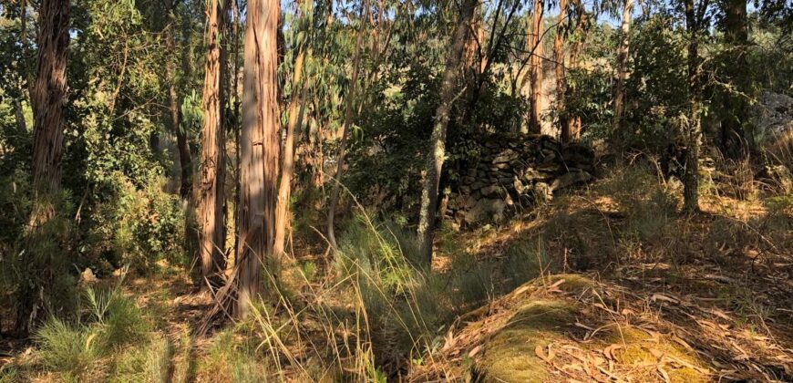 Excellent Farm in Beira Alta with 1.8 Hectares and Unique Potential
