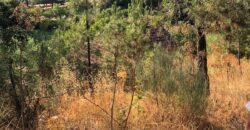 Excellent Farm in Beira Alta with 1.8 Hectares and Unique Potential