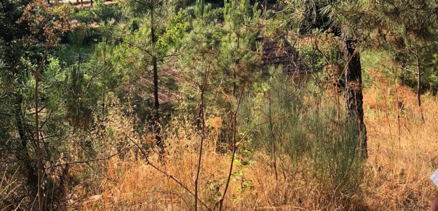 Excellent Farm in Beira Alta with 1.8 Hectares and Unique Potential