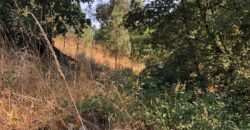 Excellent Farm in Beira Alta with 1.8 Hectares and Unique Potential