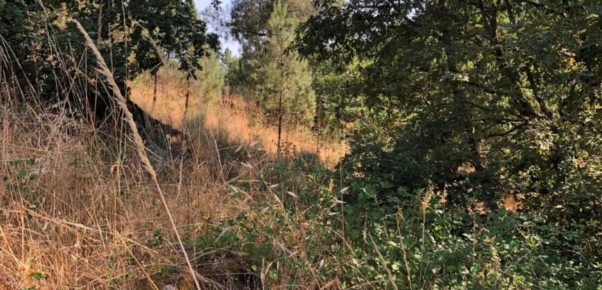 Excellent Farm in Beira Alta with 1.8 Hectares and Unique Potential