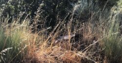 Excellent Farm in Beira Alta with 1.8 Hectares and Unique Potential