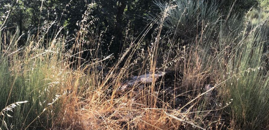 Excellent Farm in Beira Alta with 1.8 Hectares and Unique Potential
